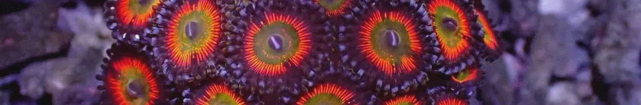 32ed2953-0bac-4661-b689-8b3218443c79-299 - $ 73.00.jpg